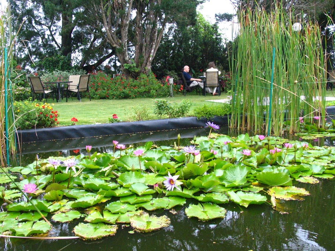 David Brown's lily pond