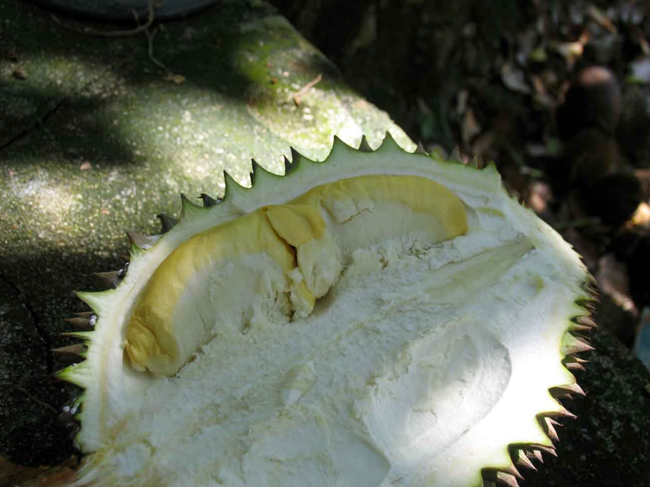 Durian durian