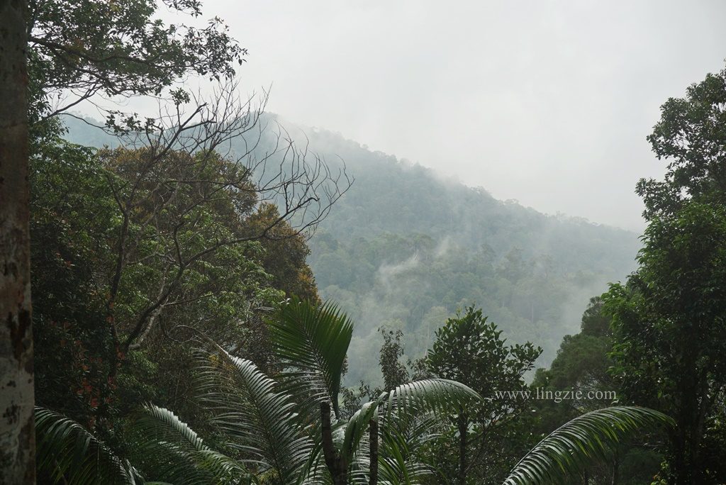 The Habitat, Penang Hill, Penang Attractions, Penang Food Blog, Treetop Walk, Visit Penang