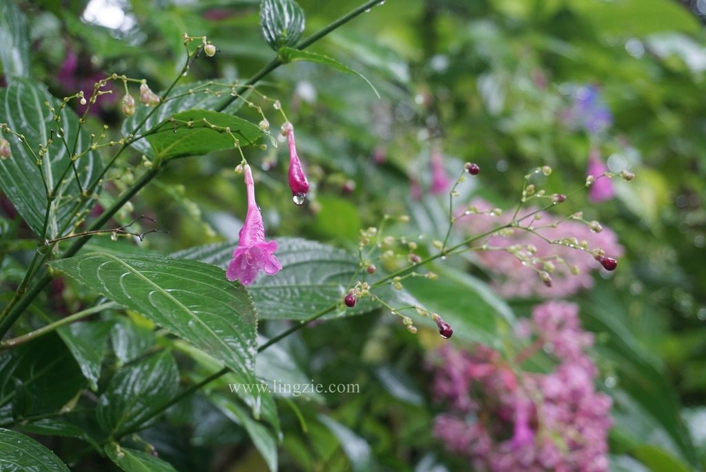 The Habitat, Penang Hill, Penang Attractions, Penang Food Blog, Treetop Walk, Visit Penang