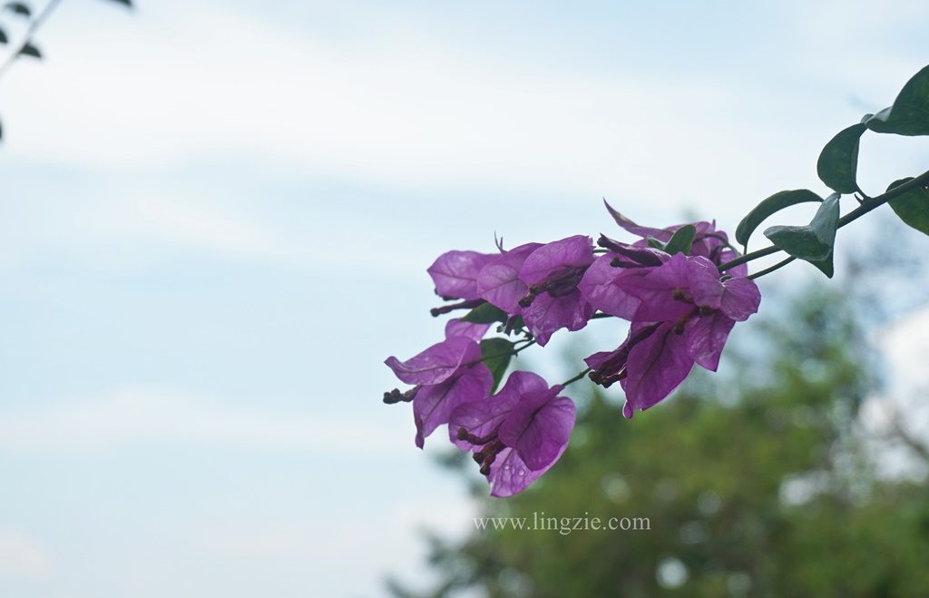 The Habitat, Penang Hill, Penang Attractions, Penang Food Blog, Treetop Walk, Visit Penang